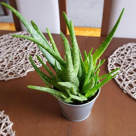 Apartament Janowskie Blonia רומיה מראה חיצוני תמונה