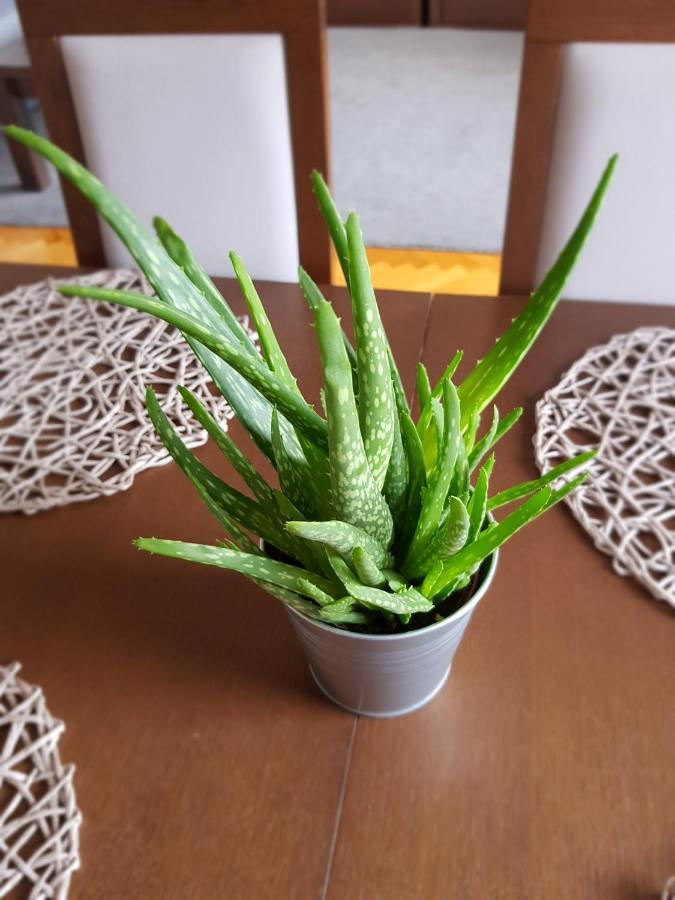 Apartament Janowskie Blonia רומיה מראה חיצוני תמונה